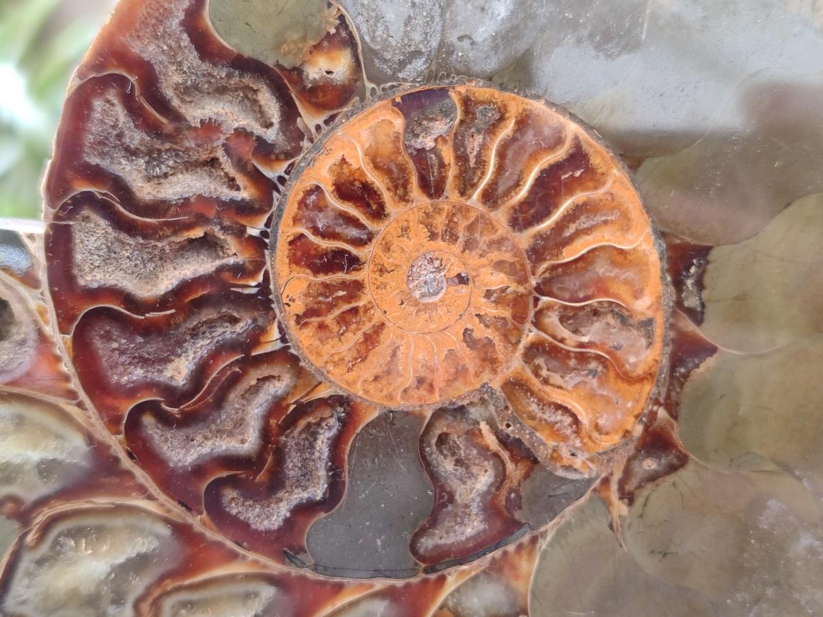 Polished Cleoniceras Ammonite Fossil Pairs x 2 Pairs From Tulear, Madagascar - Toprock Gemstones and Minerals 