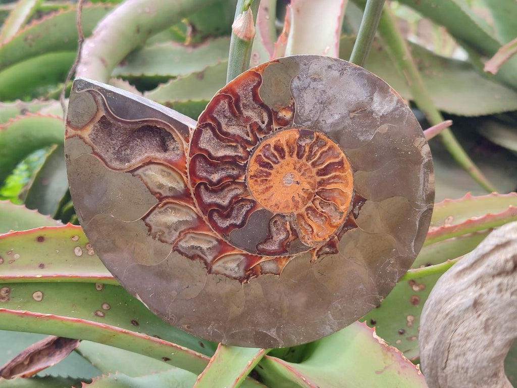 Polished Cleoniceras Ammonite Fossil Pairs x 2 Pairs From Tulear, Madagascar - Toprock Gemstones and Minerals 