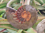 Polished Cleoniceras Ammonite Fossil Pairs x 2 Pairs From Tulear, Madagascar - Toprock Gemstones and Minerals 