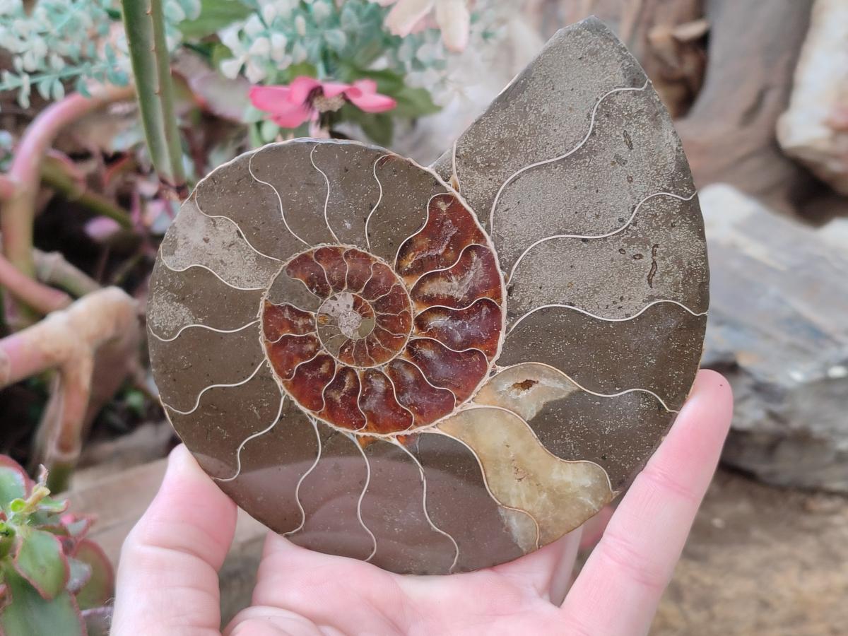 Polished Cleoniceras Ammonite Fossil Pairs x 2 Pairs From Tulear, Madagascar - Toprock Gemstones and Minerals 