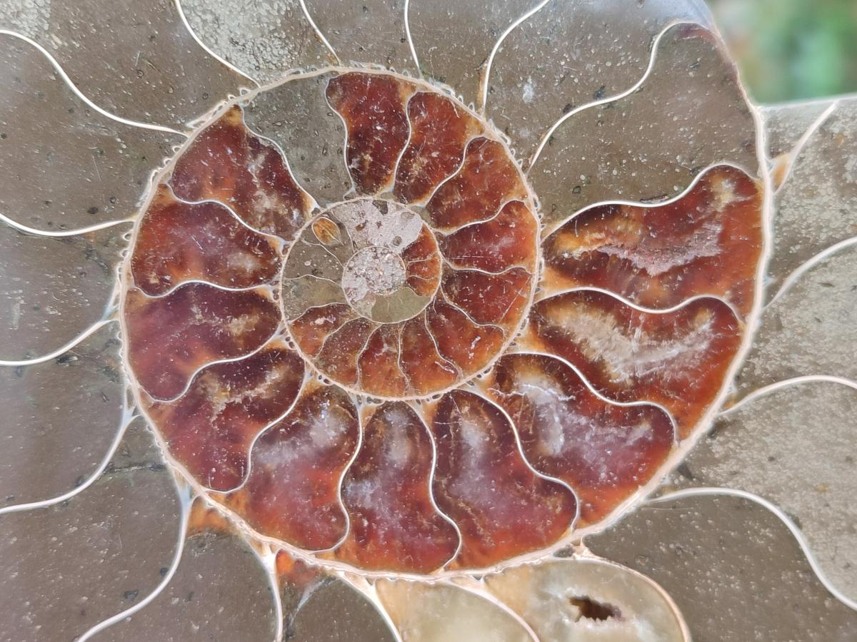 Polished Cleoniceras Ammonite Fossil Pairs x 2 Pairs From Tulear, Madagascar - Toprock Gemstones and Minerals 