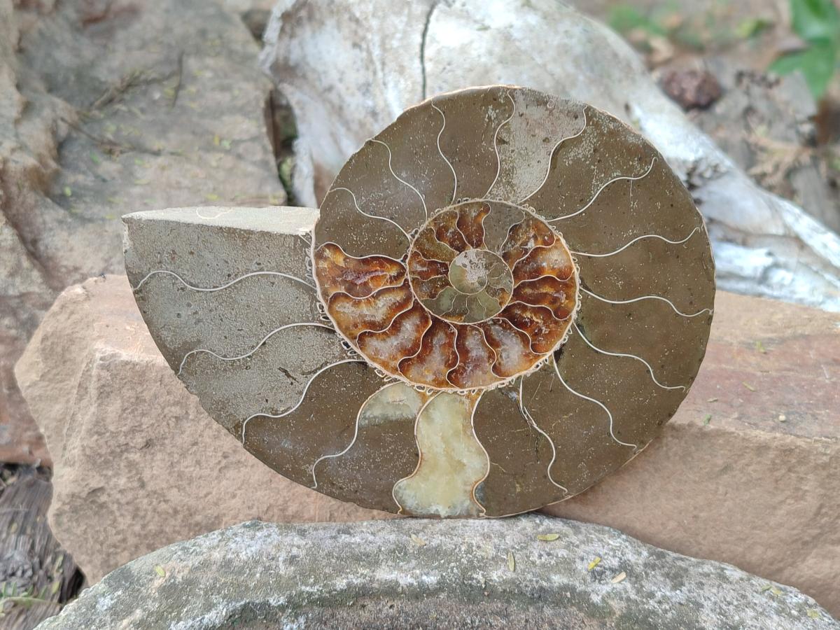 Polished Cleoniceras Ammonite Fossil Pairs x 2 Pairs From Tulear, Madagascar - Toprock Gemstones and Minerals 