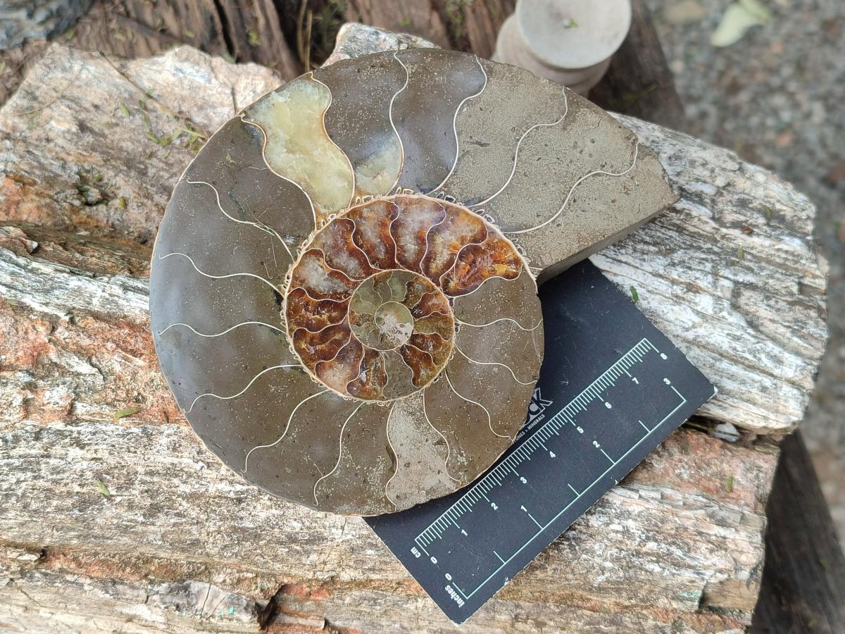 Polished Cleoniceras Ammonite Fossil Pairs x 2 Pairs From Tulear, Madagascar - Toprock Gemstones and Minerals 
