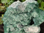 Natural Green Cubic Fluorite Specimens x 2 From Mandrosonoro, Madagascar - Toprock Gemstones and Minerals 