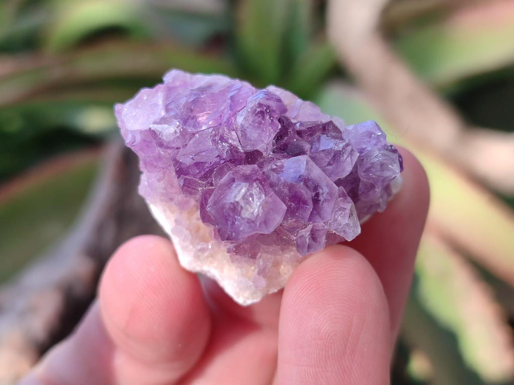 Natural Mini Amethyst Clusters x 35 From Madagascar - Toprock Gemstones and Minerals 