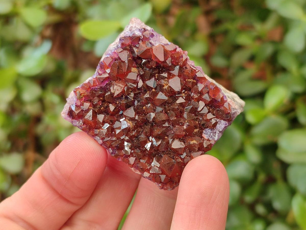 Natural Mini Amethyst Clusters x 35 From Madagascar - Toprock Gemstones and Minerals 