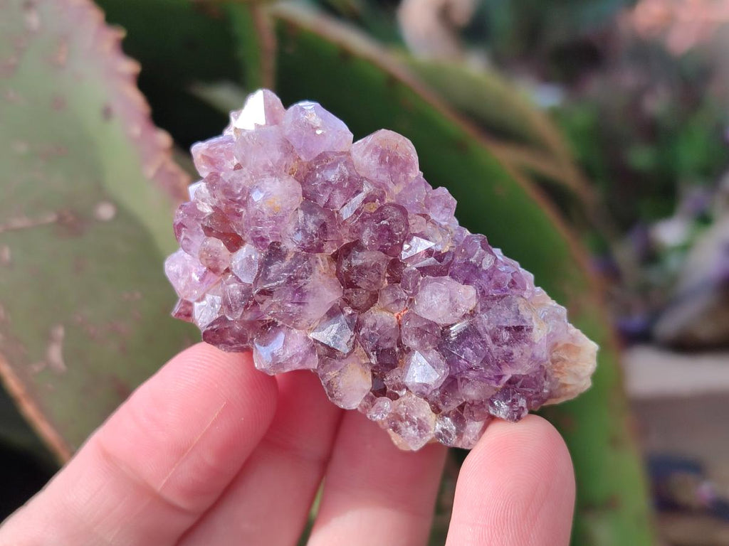 Natural Mini Amethyst Clusters x 35 From Madagascar - Toprock Gemstones and Minerals 
