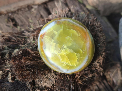 Polished Green Opal Palm Stones x 24 From Betroka, Madagascar - Toprock Gemstones and Minerals 