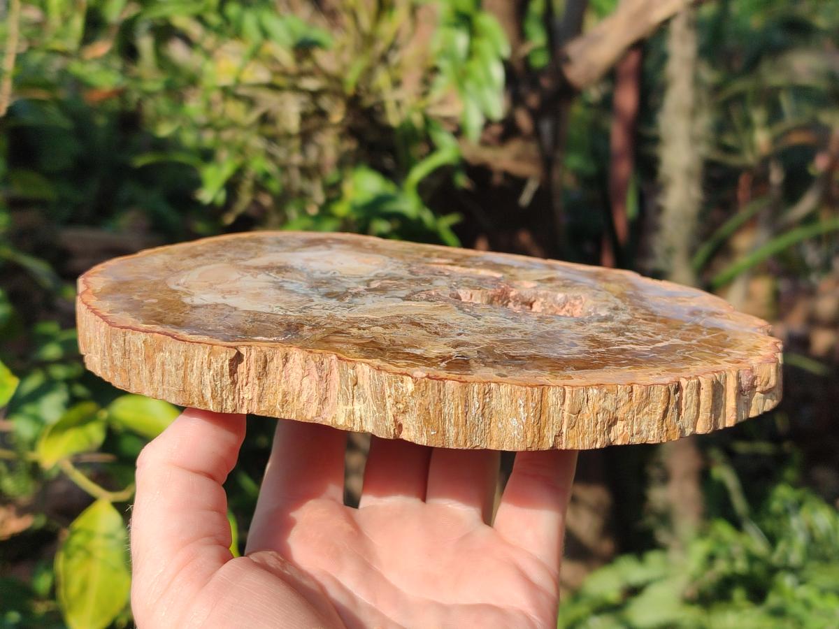Polished Tan Podocarpus Petrified Wood Slices x 3 From Mahajanga, Madagascar - Toprock Gemstones and Minerals 