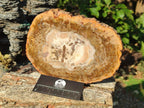 Polished Tan Podocarpus Petrified Wood Slices x 3 From Mahajanga, Madagascar - Toprock Gemstones and Minerals 