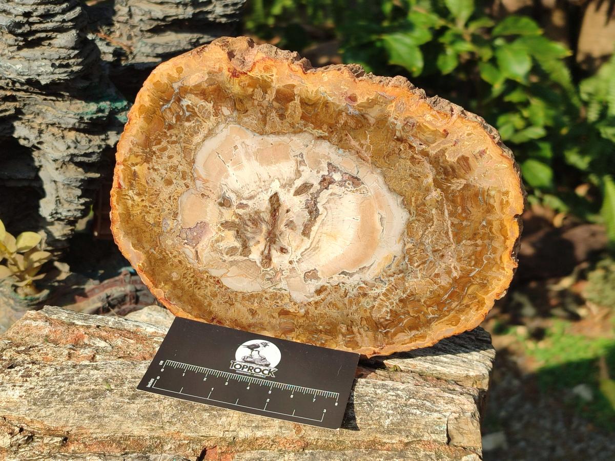 Polished Tan Podocarpus Petrified Wood Slices x 3 From Mahajanga, Madagascar - Toprock Gemstones and Minerals 