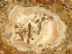Polished Tan Podocarpus Petrified Wood Slices x 3 From Mahajanga, Madagascar - Toprock Gemstones and Minerals 