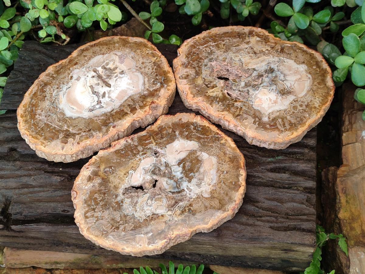 Polished Tan Podocarpus Petrified Wood Slices x 3 From Mahajanga, Madagascar - Toprock Gemstones and Minerals 