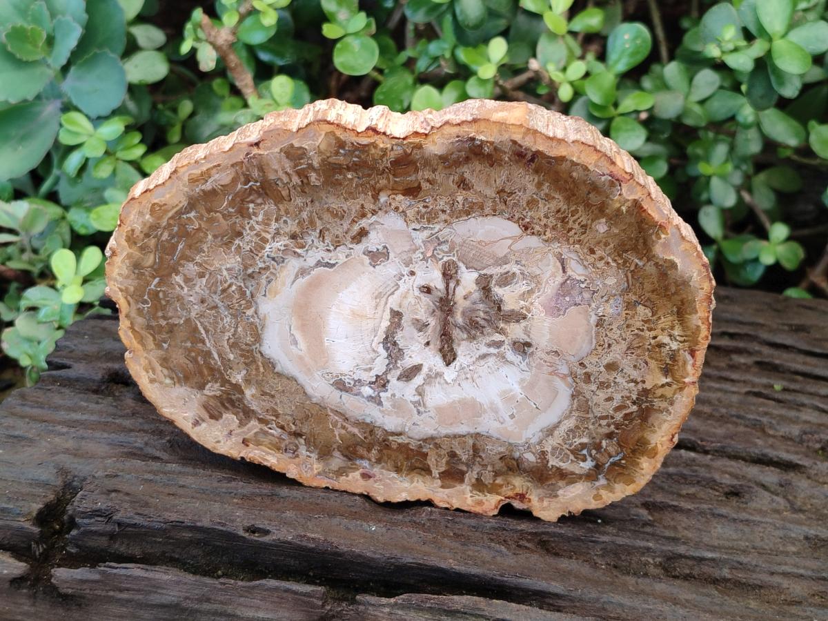 Polished Tan Podocarpus Petrified Wood Slices x 3 From Mahajanga, Madagascar - Toprock Gemstones and Minerals 