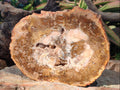 Polished Tan Podocarpus Petrified Wood Slices x 3 From Mahajanga, Madagascar - Toprock Gemstones and Minerals 