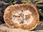 Polished Tan Podocarpus Petrified Wood Slices x 3 From Mahajanga, Madagascar - Toprock Gemstones and Minerals 