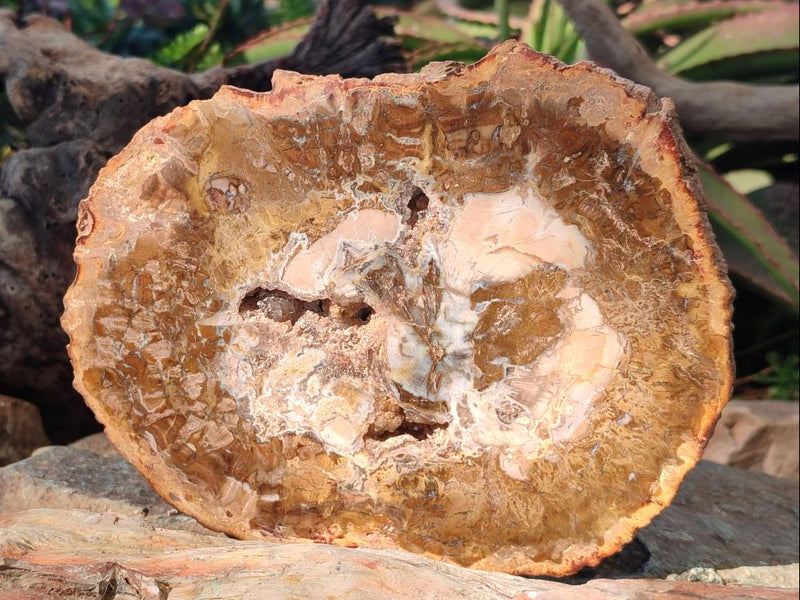 Polished Tan Podocarpus Petrified Wood Slices x 3 From Mahajanga, Madagascar - Toprock Gemstones and Minerals 