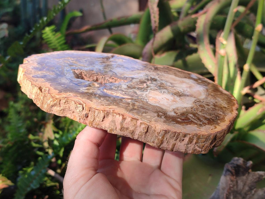 Polished Tan Podocarpus Petrified Wood Slices x 3 From Mahajanga, Madagascar - Toprock Gemstones and Minerals 