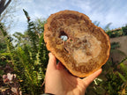 Polished Tan Podocarpus Petrified Wood Slices x 3 From Mahajanga, Madagascar - Toprock Gemstones and Minerals 