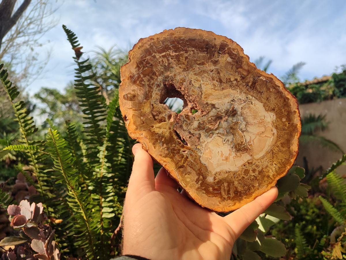 Polished Tan Podocarpus Petrified Wood Slices x 3 From Mahajanga, Madagascar - Toprock Gemstones and Minerals 