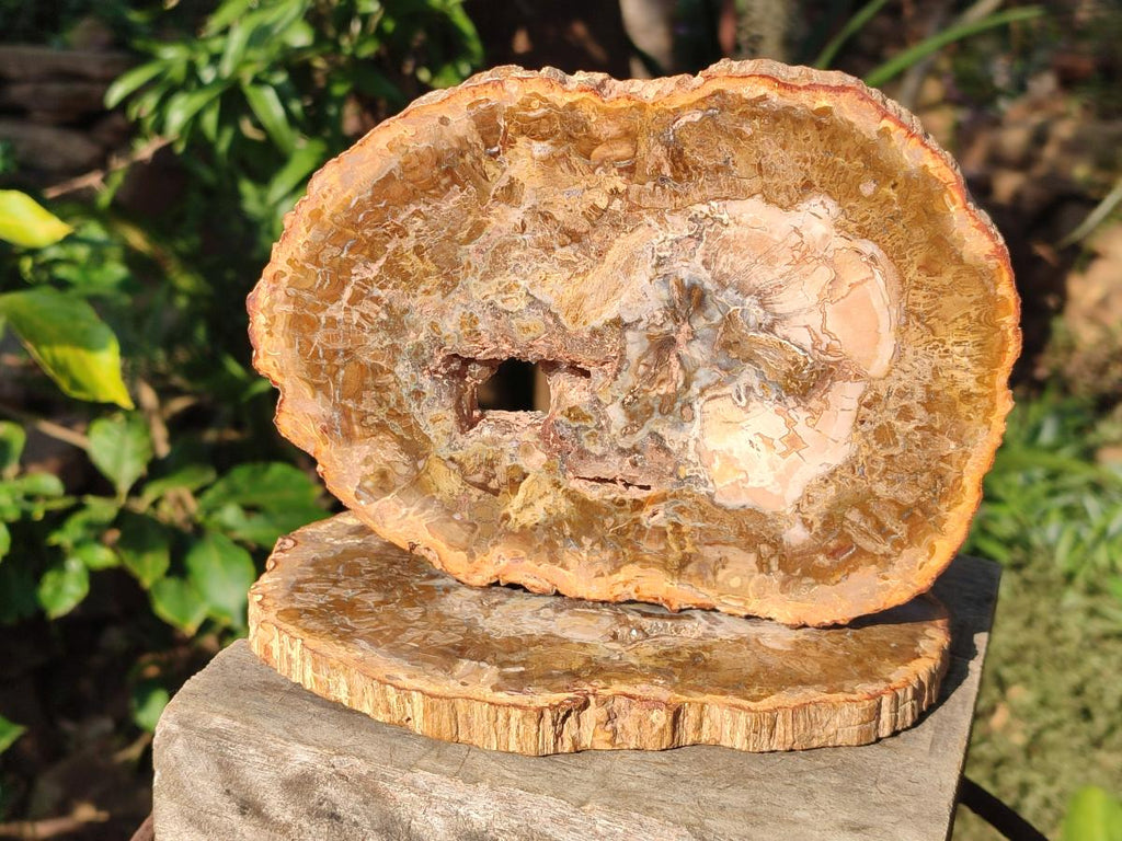 Polished Tan Podocarpus Petrified Wood Slices x 3 From Mahajanga, Madagascar - Toprock Gemstones and Minerals 