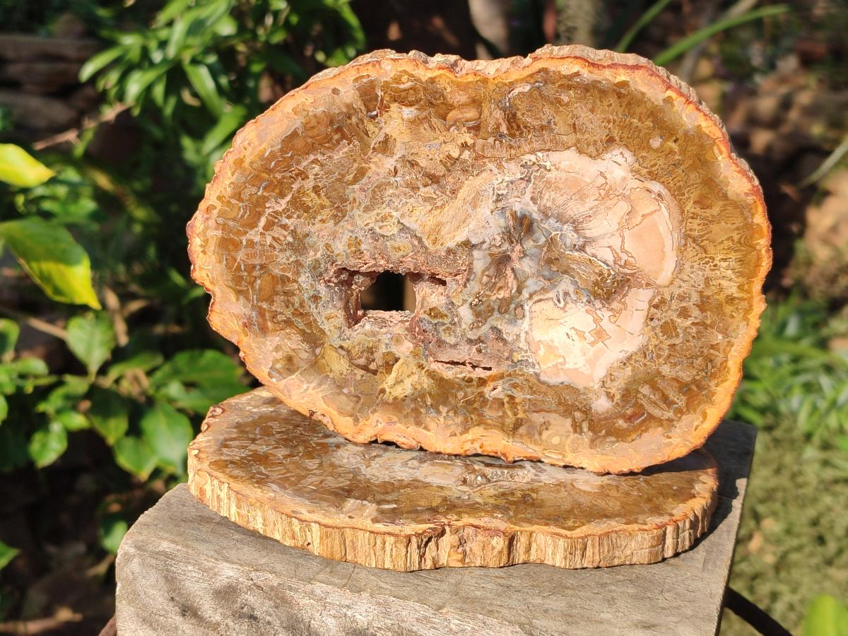 Polished Tan Podocarpus Petrified Wood Slices x 3 From Mahajanga, Madagascar - Toprock Gemstones and Minerals 