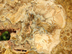 Polished Tan Podocarpus Petrified Wood Slices x 3 From Mahajanga, Madagascar - Toprock Gemstones and Minerals 