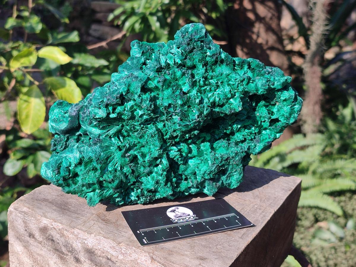 Natural Large Silky Malachite Specimen x 1 From Kasompe, Congo - Toprock Gemstones and Minerals 