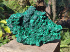 Natural Large Silky Malachite Specimen x 1 From Kasompe, Congo - Toprock Gemstones and Minerals 
