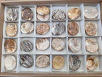 Polished Zebra Agate Worry Stones x 25 From Madagascar