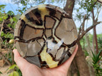 Polished Septerye Bowls x 2 From Mahajanga, Madagascar