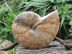 Polished XL Rare Phylloceras genus Ammonite Fossil x 1 From Tulear, Madagascar - Toprock Gemstones and Minerals 
