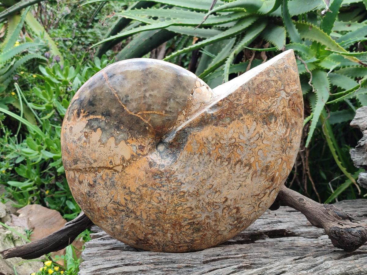 Polished XL Rare Phylloceras genus Ammonite Fossil x 1 From Tulear, Madagascar - Toprock Gemstones and Minerals 