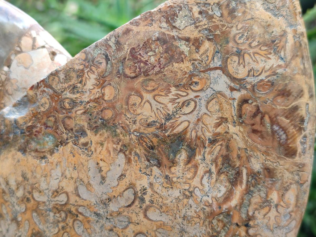 Polished XL Rare Phylloceras genus Ammonite Fossil x 1 From Tulear, Madagascar - Toprock Gemstones and Minerals 