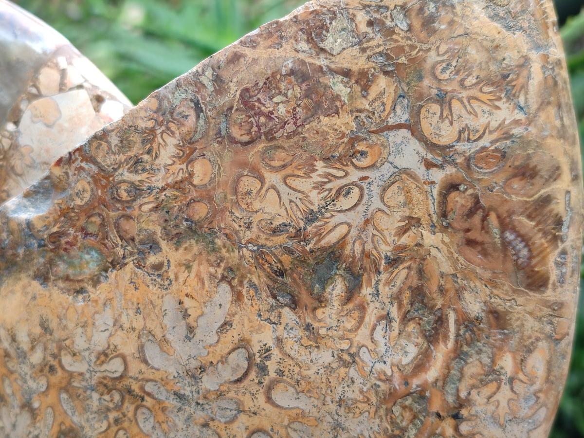 Polished XL Rare Phylloceras genus Ammonite Fossil x 1 From Tulear, Madagascar - Toprock Gemstones and Minerals 