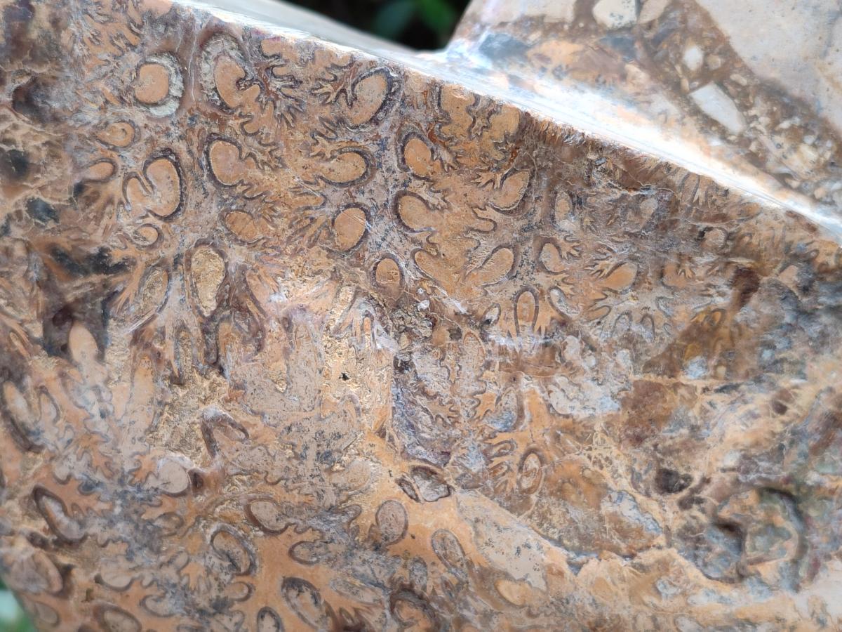 Polished XL Rare Phylloceras genus Ammonite Fossil x 1 From Tulear, Madagascar - Toprock Gemstones and Minerals 