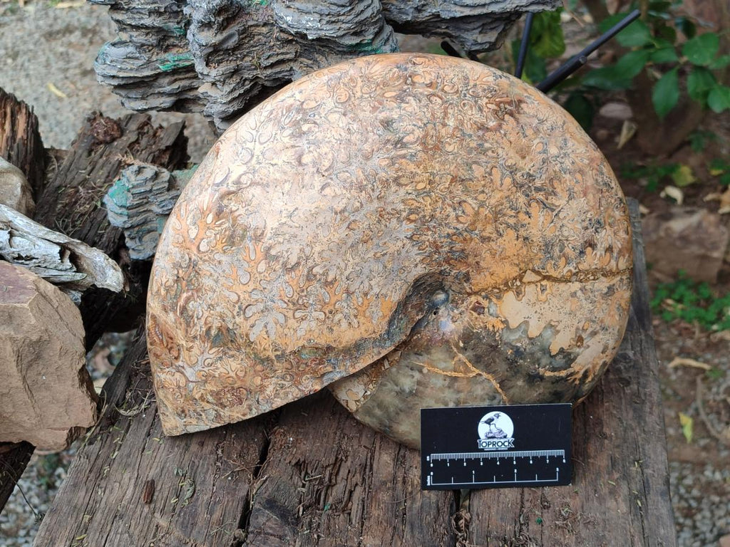 Polished XL Rare Phylloceras genus Ammonite Fossil x 1 From Tulear, Madagascar - Toprock Gemstones and Minerals 