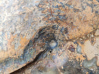 Polished XL Rare Phylloceras genus Ammonite Fossil x 1 From Tulear, Madagascar - Toprock Gemstones and Minerals 
