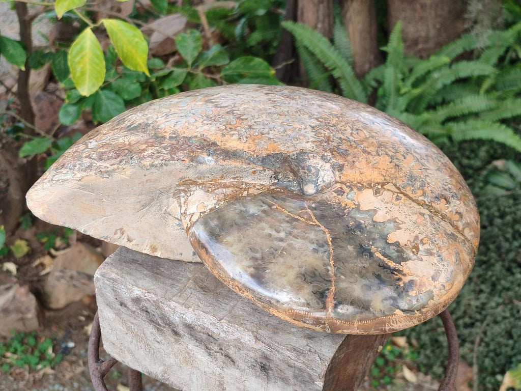 Polished XL Rare Phylloceras genus Ammonite Fossil x 1 From Tulear, Madagascar - Toprock Gemstones and Minerals 