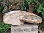Polished XL Rare Phylloceras genus Ammonite Fossil x 1 From Tulear, Madagascar - Toprock Gemstones and Minerals 