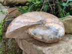 Polished XL Rare Phylloceras genus Ammonite Fossil x 1 From Tulear, Madagascar - Toprock Gemstones and Minerals 
