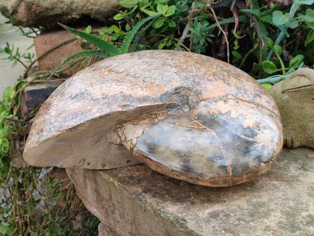 Polished XL Rare Phylloceras genus Ammonite Fossil x 1 From Tulear, Madagascar - Toprock Gemstones and Minerals 