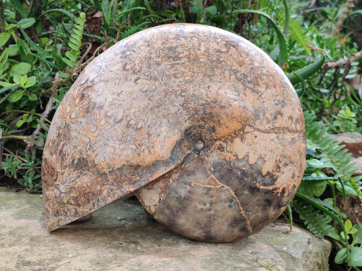 Polished XL Rare Phylloceras genus Ammonite Fossil x 1 From Tulear, Madagascar - Toprock Gemstones and Minerals 
