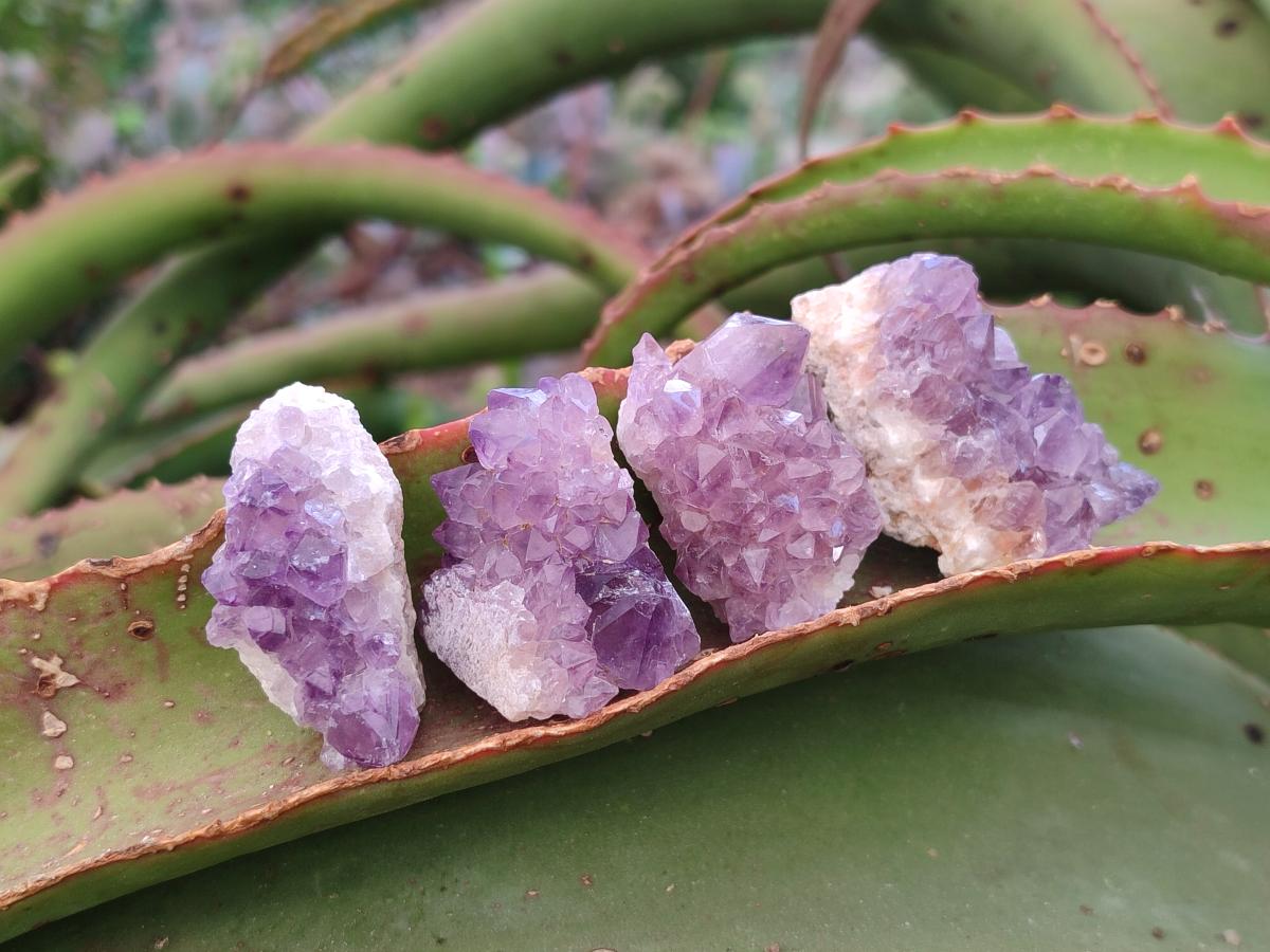Natural Mini Amethyst Clusters x 70 From Madagascar - Toprock Gemstones and Minerals 