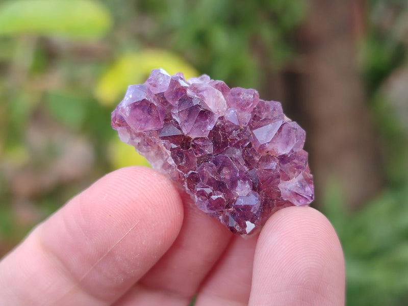 Natural Mini Amethyst Clusters x 70 From Madagascar - Toprock Gemstones and Minerals 