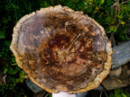 Polished XL Red Podocarpus Petrified Wood Slice x 1 From Marovoay, Madagascar - Toprock Gemstones and Minerals 