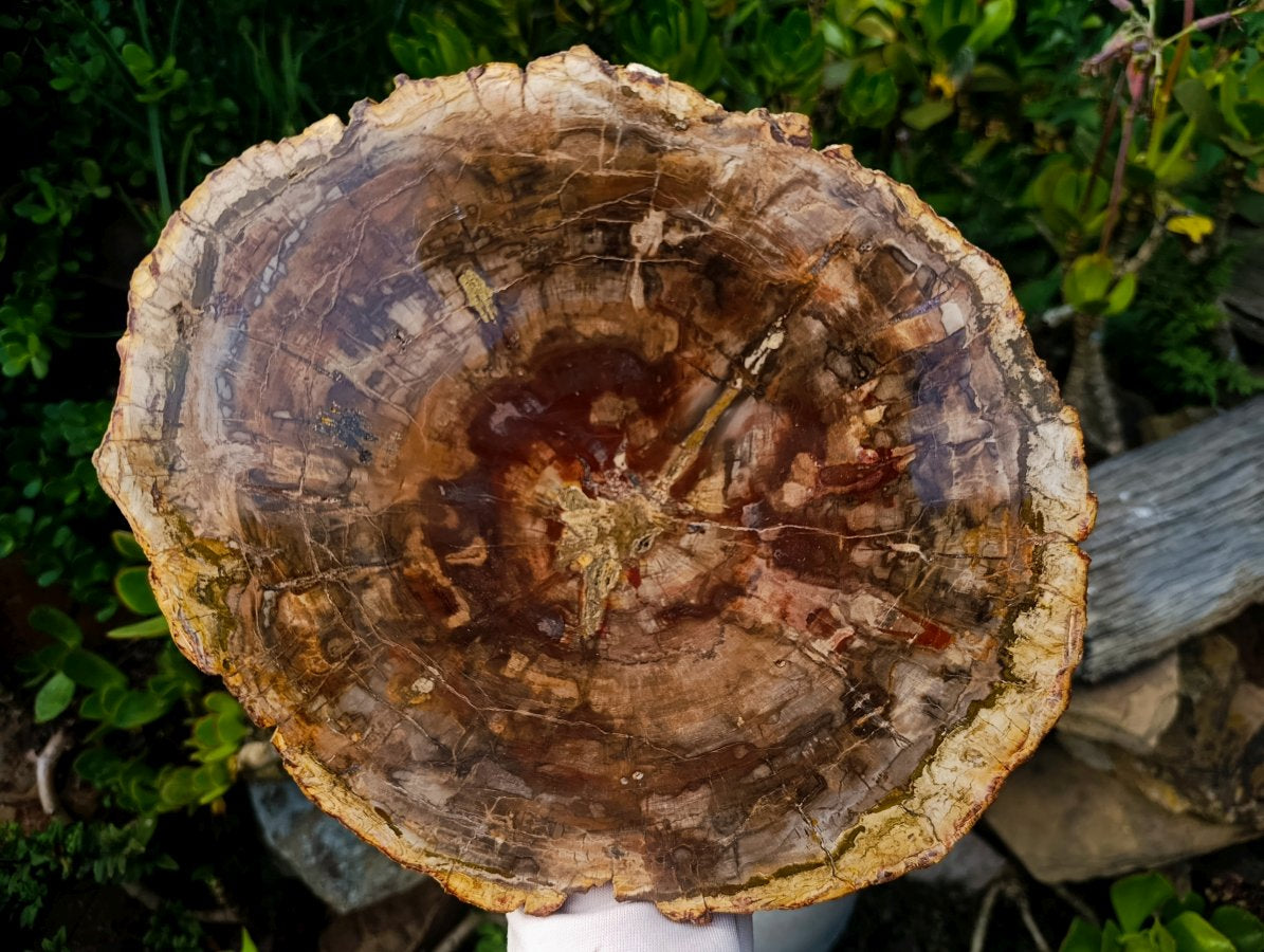 Polished XL Red Podocarpus Petrified Wood Slice x 1 From Marovoay, Madagascar - Toprock Gemstones and Minerals 