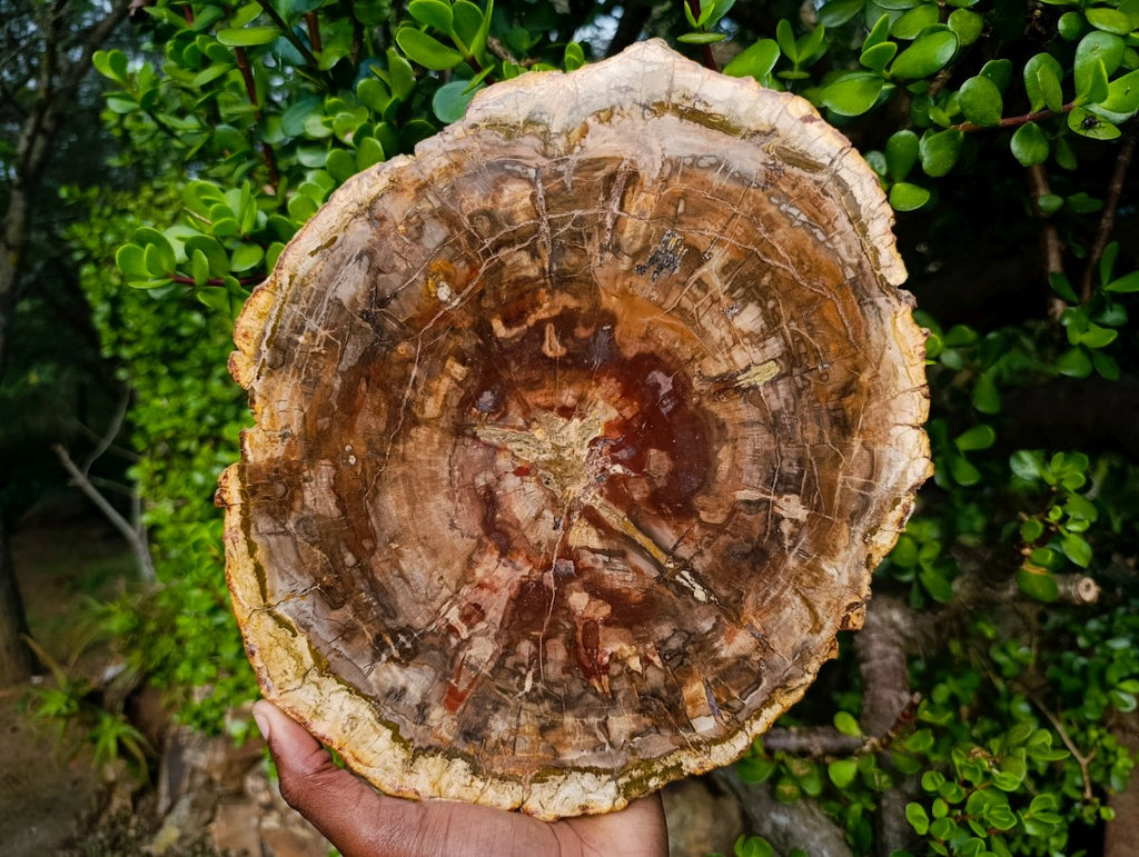 Polished XL Red Podocarpus Petrified Wood Slice x 1 From Marovoay, Madagascar - Toprock Gemstones and Minerals 