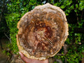 Polished XL Red Podocarpus Petrified Wood Slice x 1 From Marovoay, Madagascar - Toprock Gemstones and Minerals 