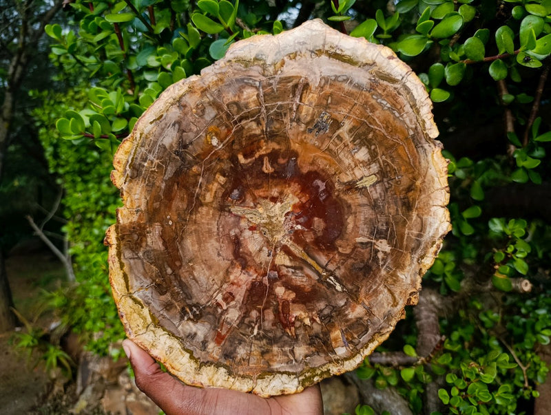 Polished XL Red Podocarpus Petrified Wood Slice x 1 From Marovoay, Madagascar - Toprock Gemstones and Minerals 